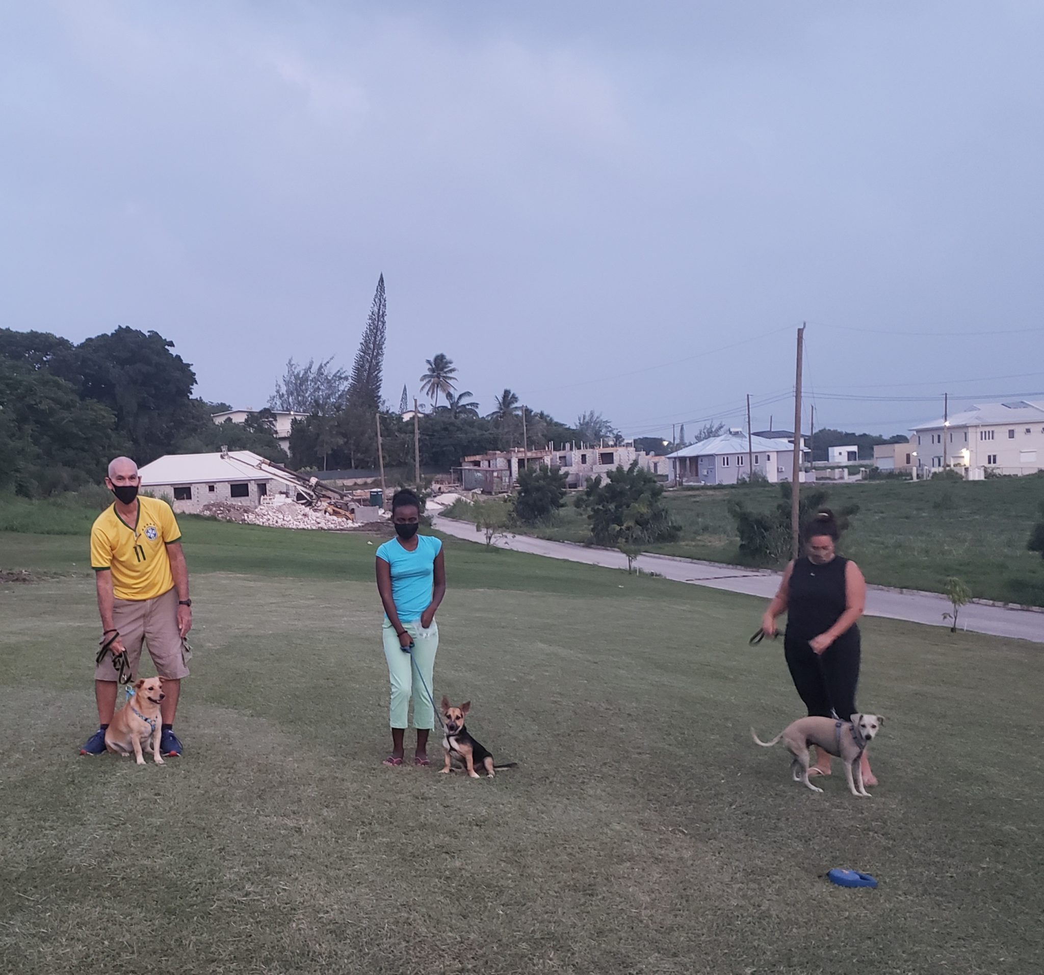 Group Dog Training My Dog Trainer